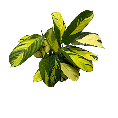 2" Calathea Pilosa